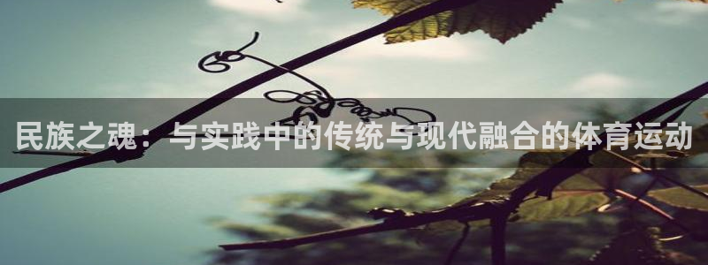 光速体育nba直播